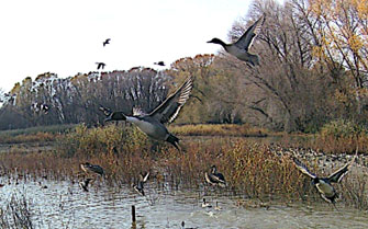 Avian wetland