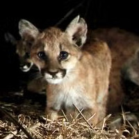 P65 walks with her kittens. In a UC Davis study, female mountain lions were generally more active during the day and closer to sunrise, perhaps because they are constrained by avoiding male mountain lions and not able to respond as strongly to recreation.