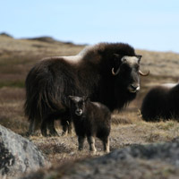 A female muskoxen watches over her calves near Kangerlussuaq, Greenland. (Eric Post, UC Davis)