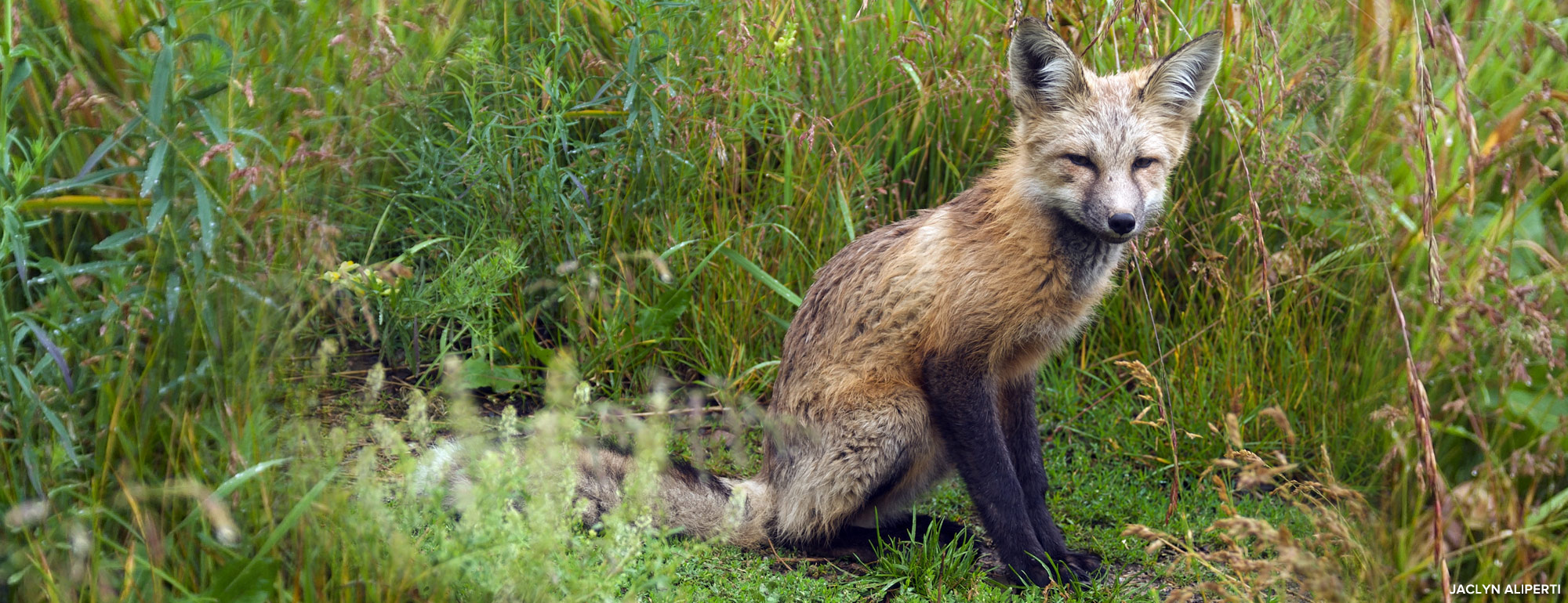 Red fox photo by Jaclyn Aliperti