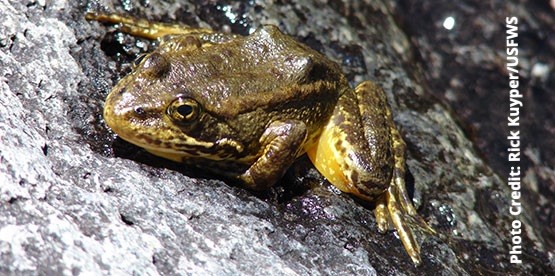 whisper - Sierra Nevada Yellow-Legged Frog (Rana sierrae) in Streams