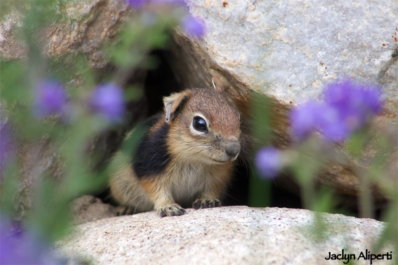 Keep up with latest research, accolades and opportunities. Ground squirrel photo by Jaclyn Aliperti.